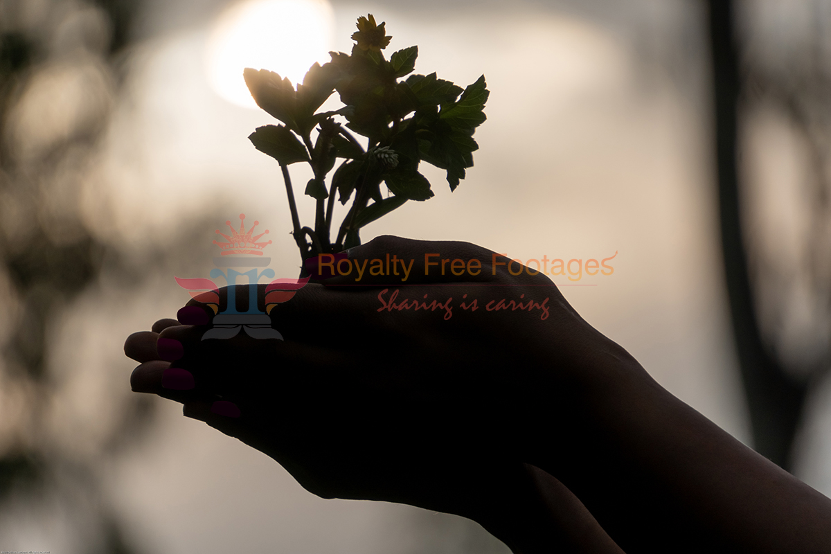 hands with plant sapling royalty free stock photo 